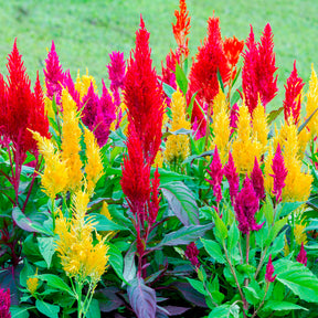 Plumosa Mix - Celosia argentea plumosa - Willemse
