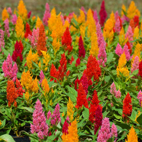 Plumosa Mix - Willemse