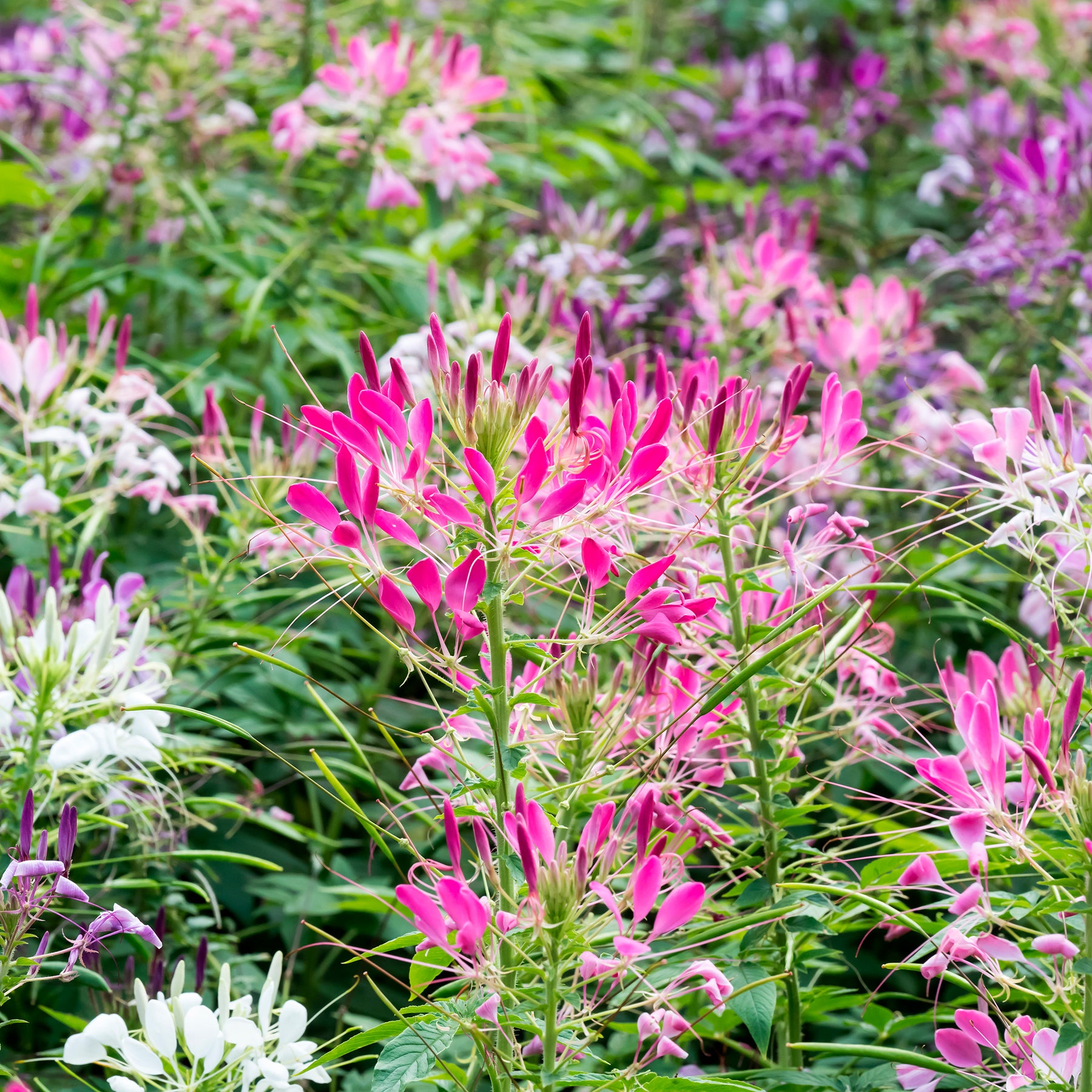 Kattensnor Cleome Colour Fountain mix - Willemse