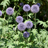 Kogeldistel 'Boule Azurée' - Echinops ritro - Willemse