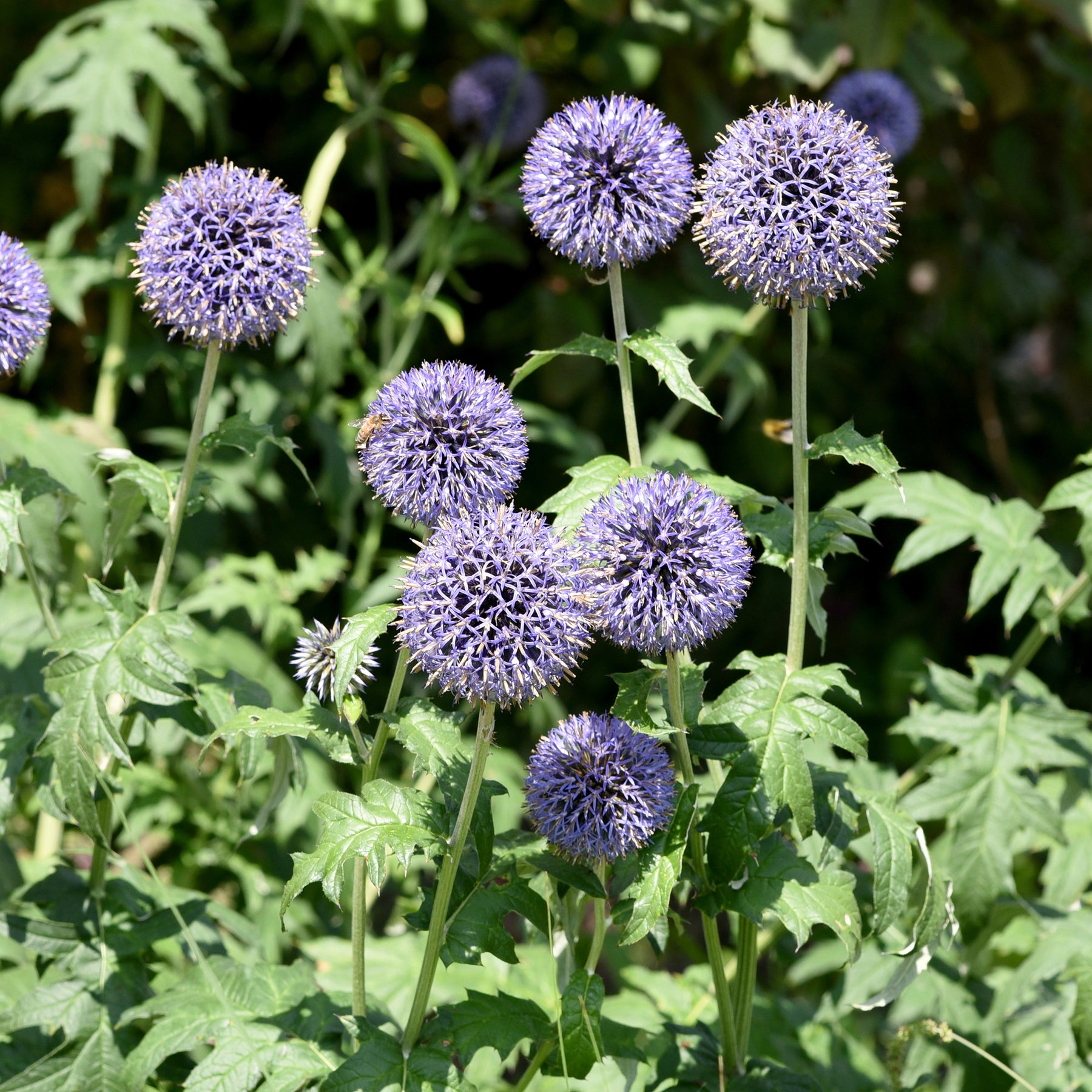 Kogeldistel 'Boule Azurée' - Echinops ritro - Willemse