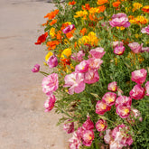Slaapmutsje Mix 'Bridal Bouquet' - Eschscholzia californica - Willemse