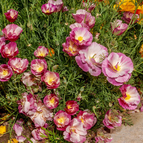 Slaapmutsje Mix 'Bridal Bouquet' - Willemse