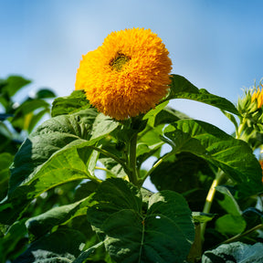 Zonnebloem 'Teddy Bear' - Willemse