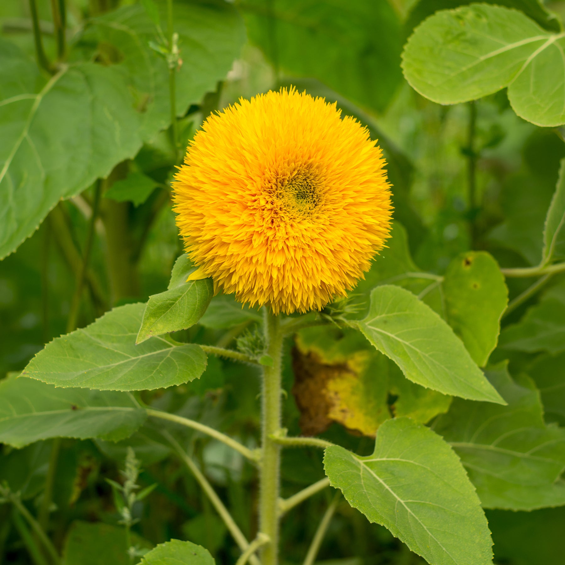 Zonnebloem 'Teddy Bear' - Helianthus annuus teddy bear - Willemse