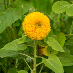 Zonnebloem 'Teddy Bear' - Helianthus annuus teddy bear - Willemse