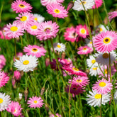 Zonnestrobloem Mix - Helipterum roseum - Willemse