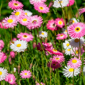 Zonnestrobloem Mix - Helipterum roseum - Willemse