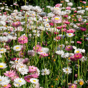 Zonnestrobloem Mix - Willemse