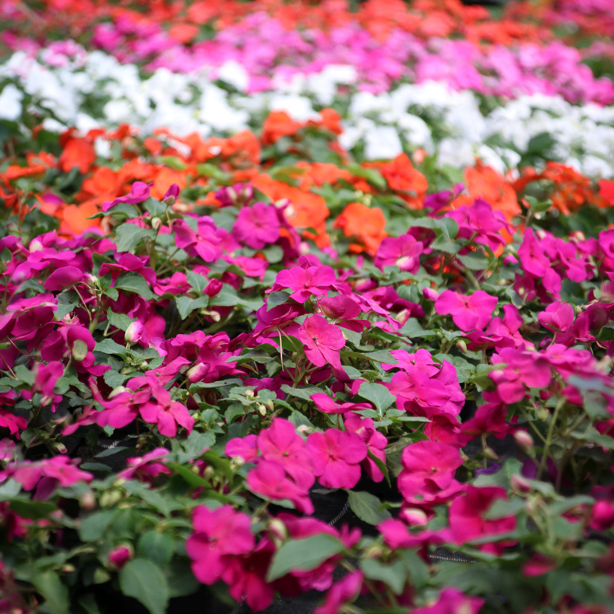 Vlijtig liesje Mix - Impatiens walleriana - Willemse