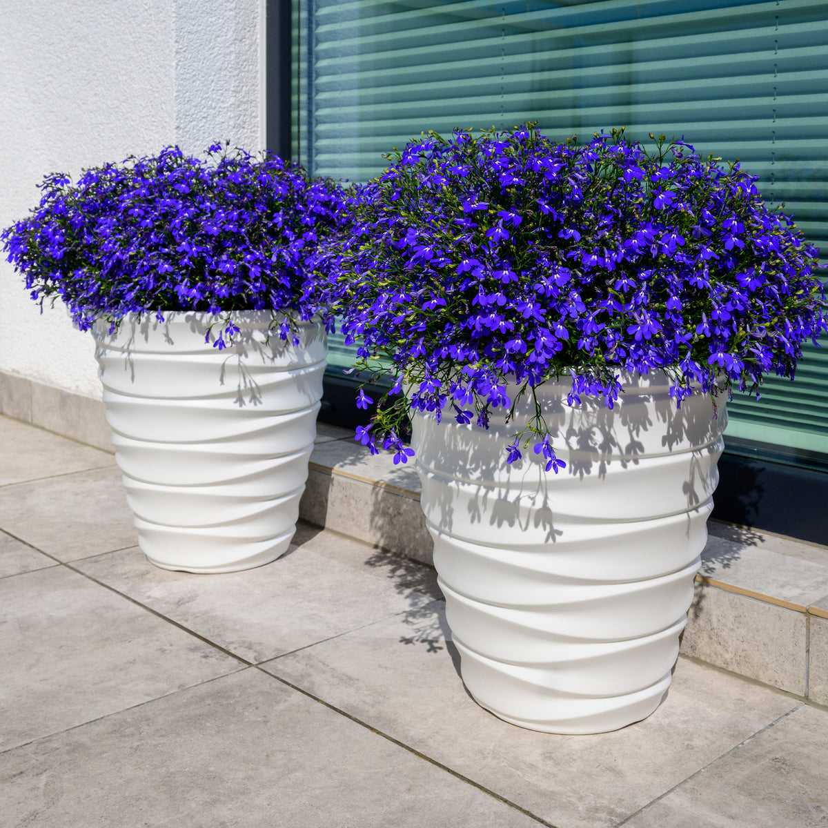 Tuinlobelia 'William' - Willemse