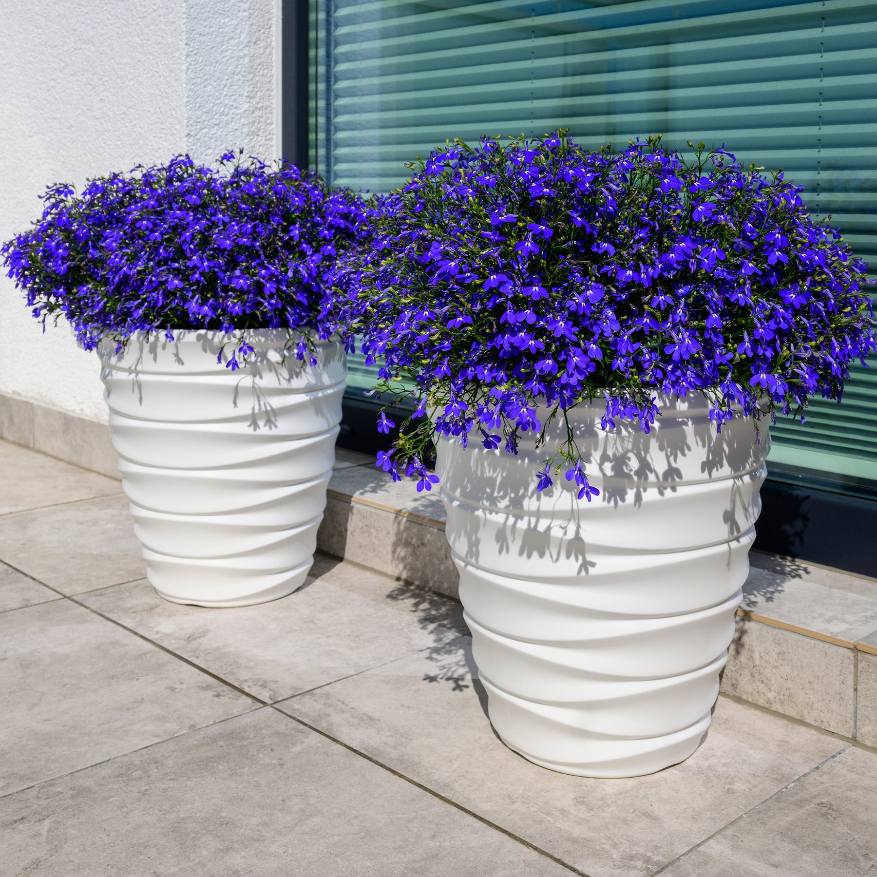 Tuinlobelia 'William' - Willemse