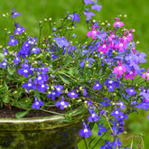Tuinlobelia Mix 'Magic Circles' - Lobelia erinus pendula - Willemse