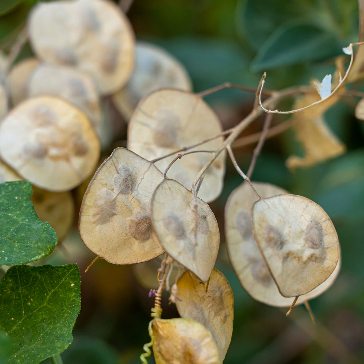 Judaspenning Mix - Lunaria biennis annua - Willemse