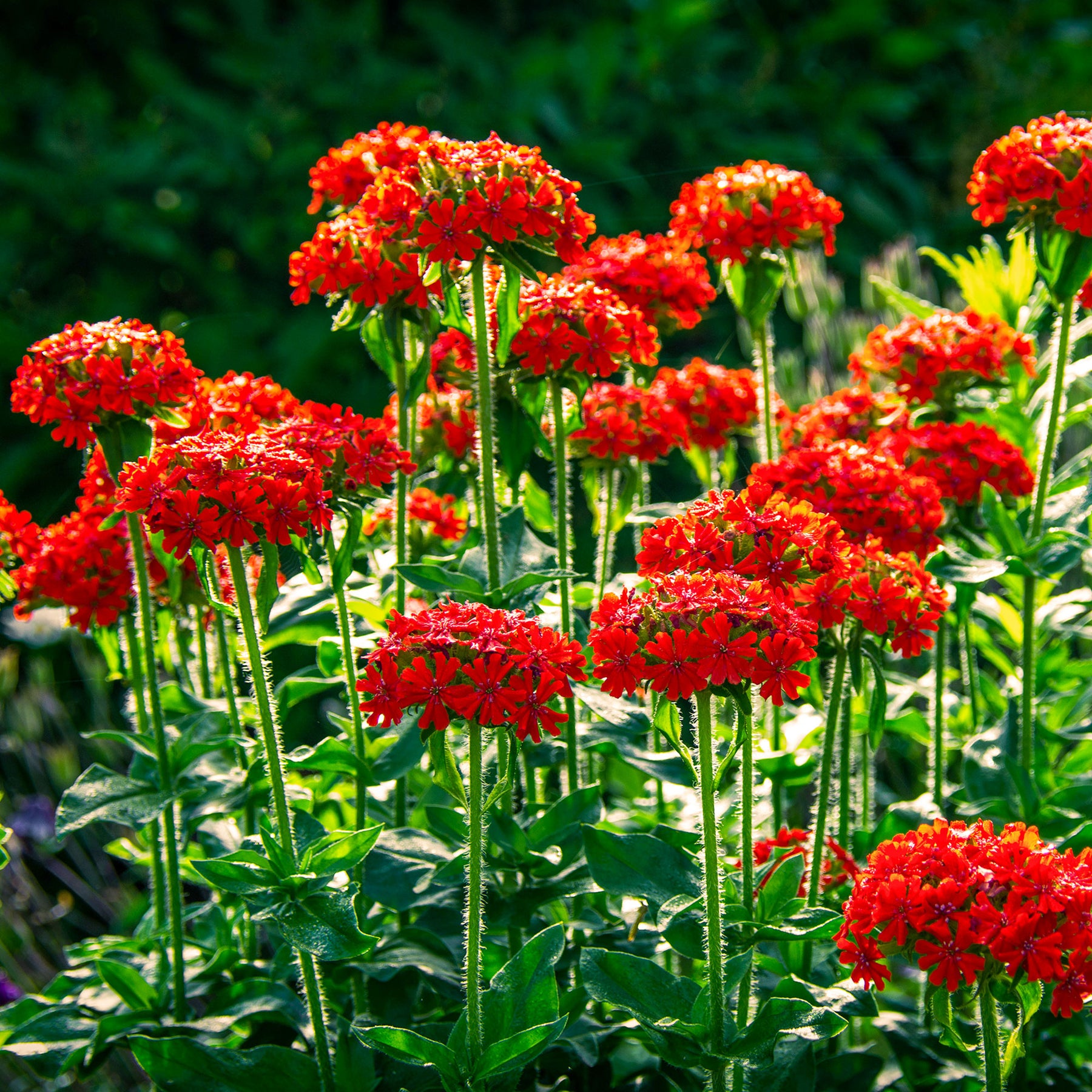 Brandende liefde - rood - Willemse