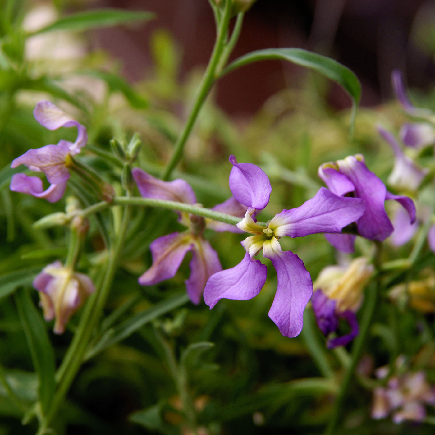 Violier Mix 'Scensation' - Matthiola longipetala bicornis - Willemse