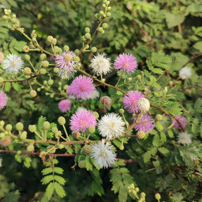 Kruidje-roer-mij-niet - Mimosa pudica - Willemse