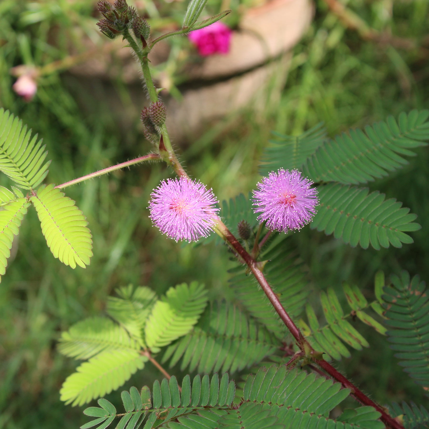 Kruidje-roer-mij-niet - Willemse