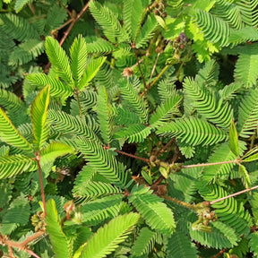 Terras en balkon - Kruidje-roer-mij-niet - Mimosa pudica