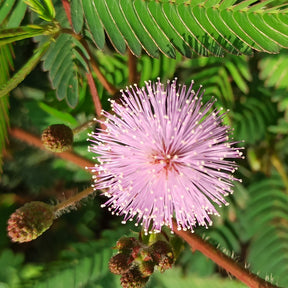 Mimosa pudica - Kruidje-roer-mij-niet - Terras en balkon