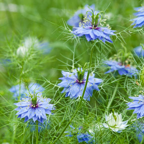 Juffertje-in-het-groen 'Miss Jekyll Blue'