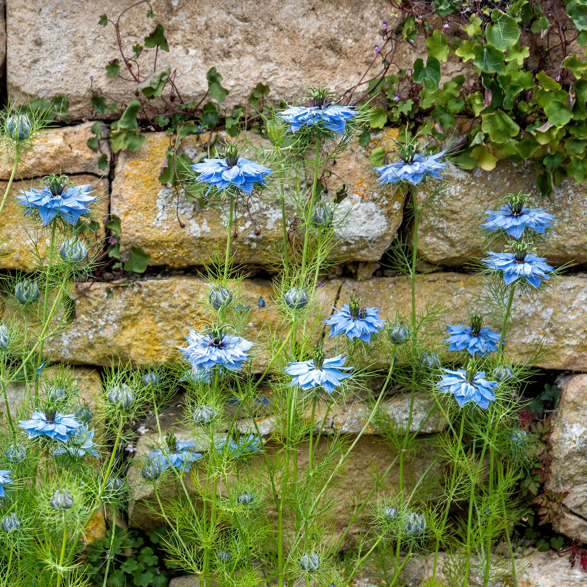 Juffertje-in-het-groen 'Miss Jekyll Blue' - Nigella damascena - Willemse