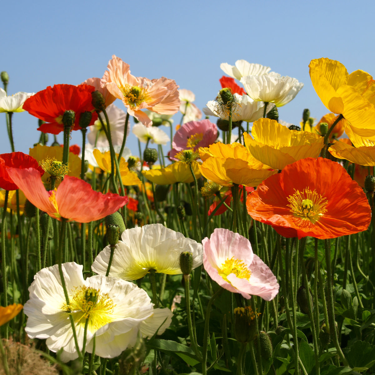 Klaproos Mix 'Artist's Glory' - Papaver nudicaule - Willemse