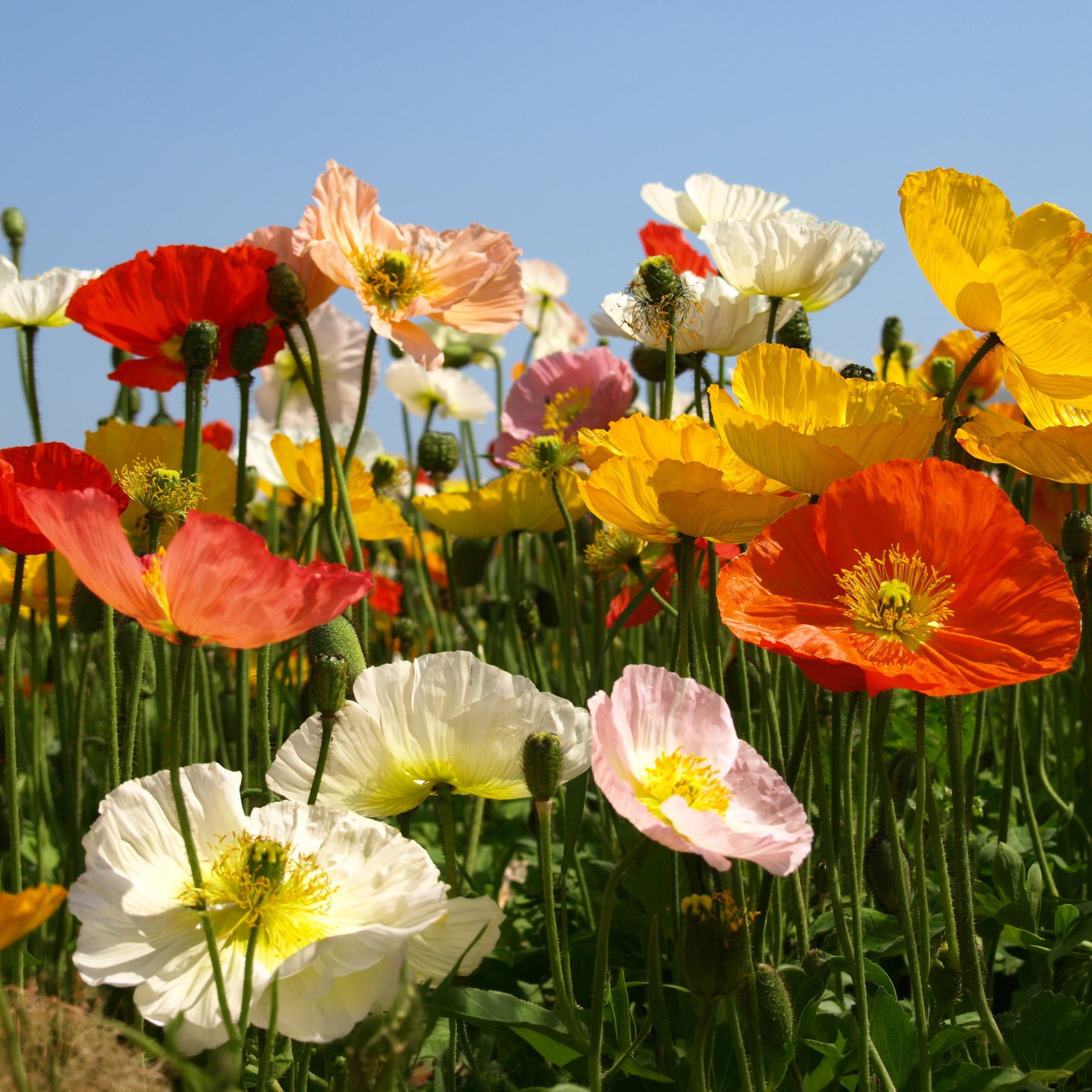 Klaproos Mix 'Artist's Glory' - Papaver nudicaule - Willemse