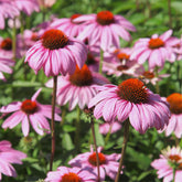 Zonnehoed - paars - Echinacea purpurea - Willemse