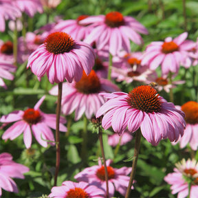 Calamagrostis acutiflora,Molinia caerulea,Verbena bonariensis,Echinacea purpurea, Salvia nemorosa                     - 5 vaste planten voor bloeiende border - Bloeiende vaste planten