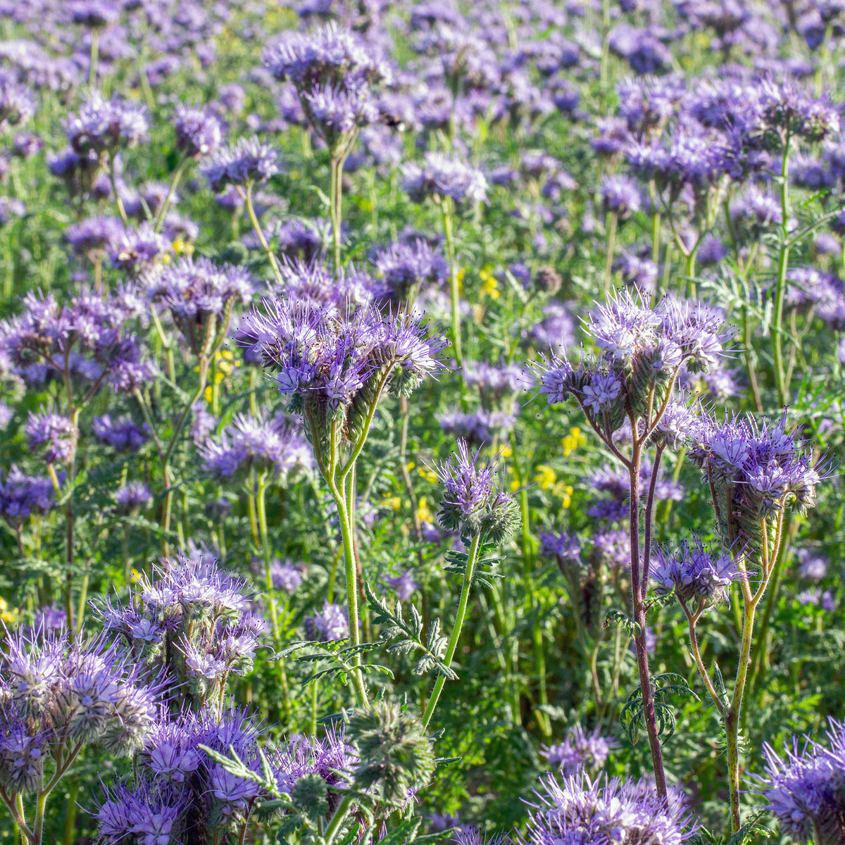 Phacelia tanacetifolia - Bijenvoer - BIO - Eenjarige bloemzaden