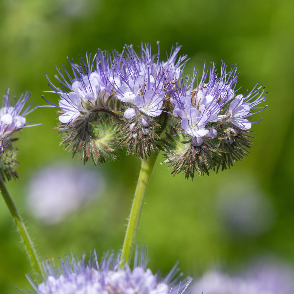 Eenjarige bloemzaden - Bijenvoer - BIO - Phacelia tanacetifolia