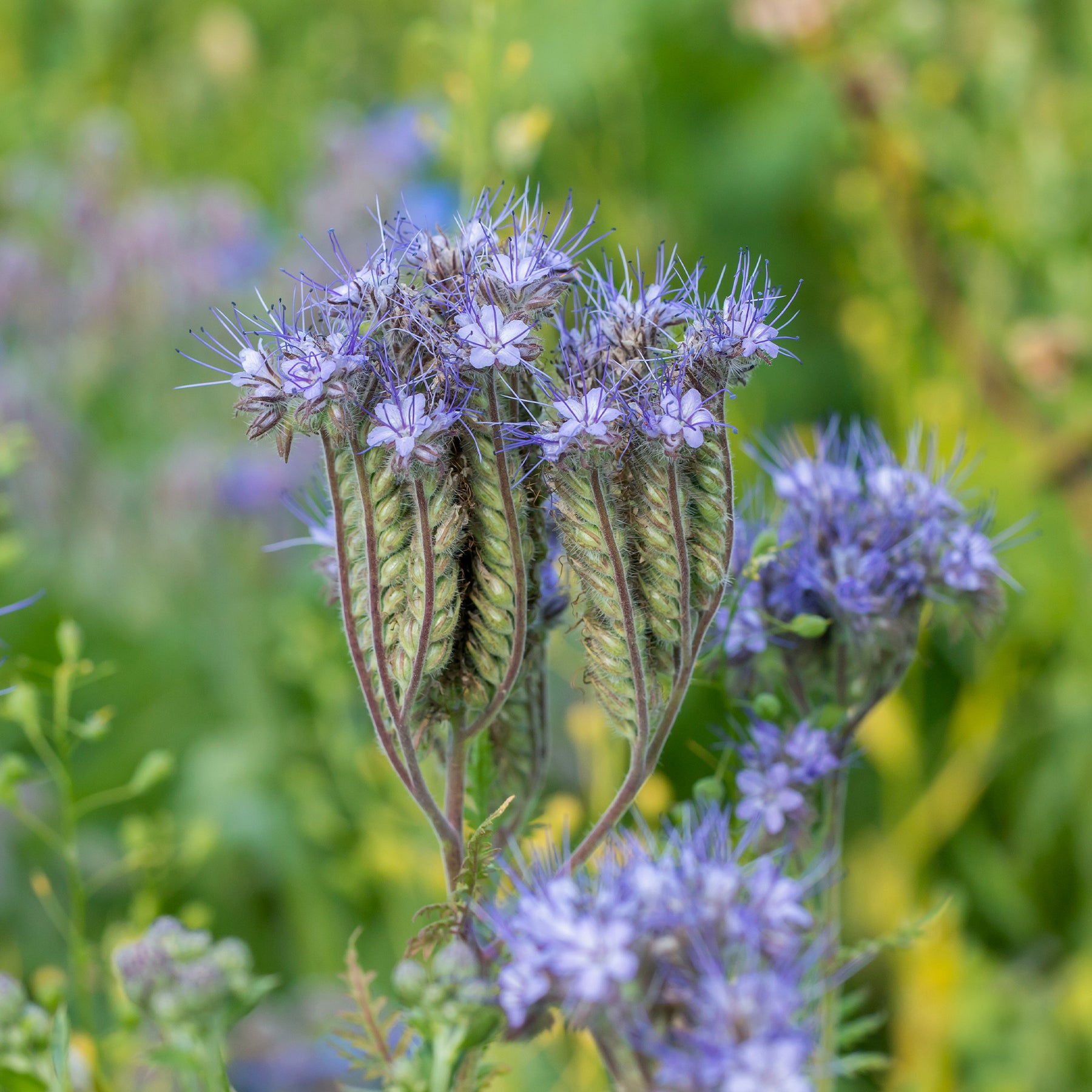 Bijenvoer - BIO - Phacelia tanacetifolia - Willemse