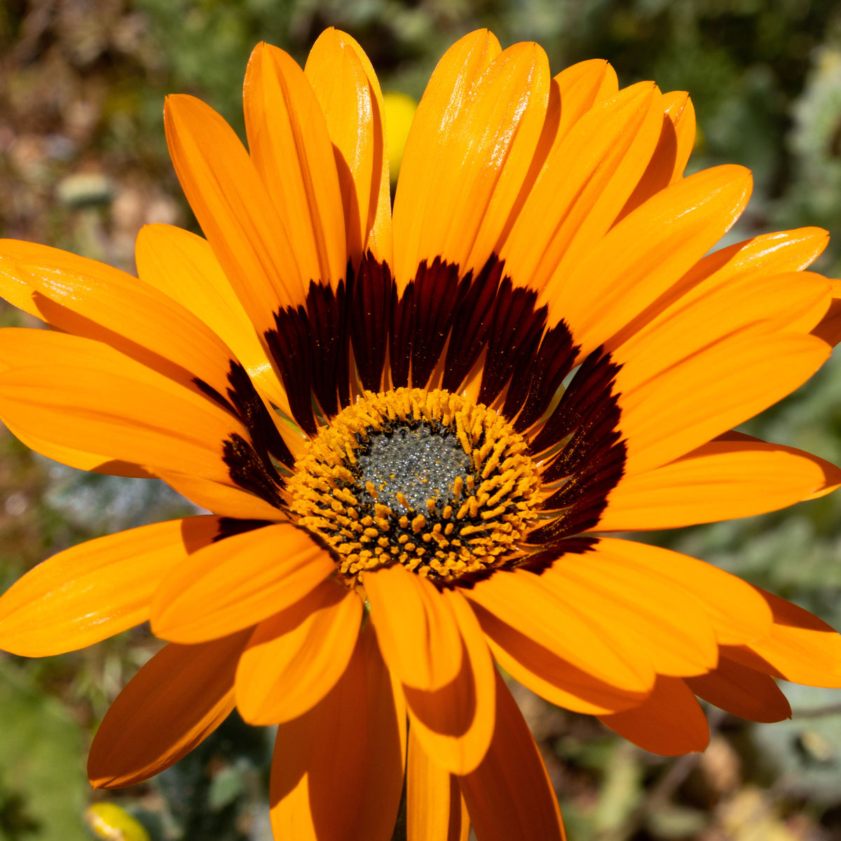 Venidium Prince of Orange - Willemse