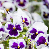 Viola x wittrockiana silverbride - Grootbloemig viooltje 'Silverbride' - Terras en balkon