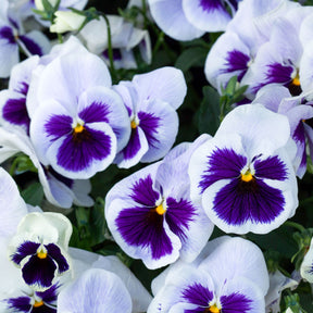 Grootbloemig viooltje 'Silverbride' - Viola x wittrockiana silverbride - Willemse