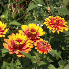 Dubbelbloemige Zinnia Mix 'Caroussel' - Zinnia elegans - Willemse