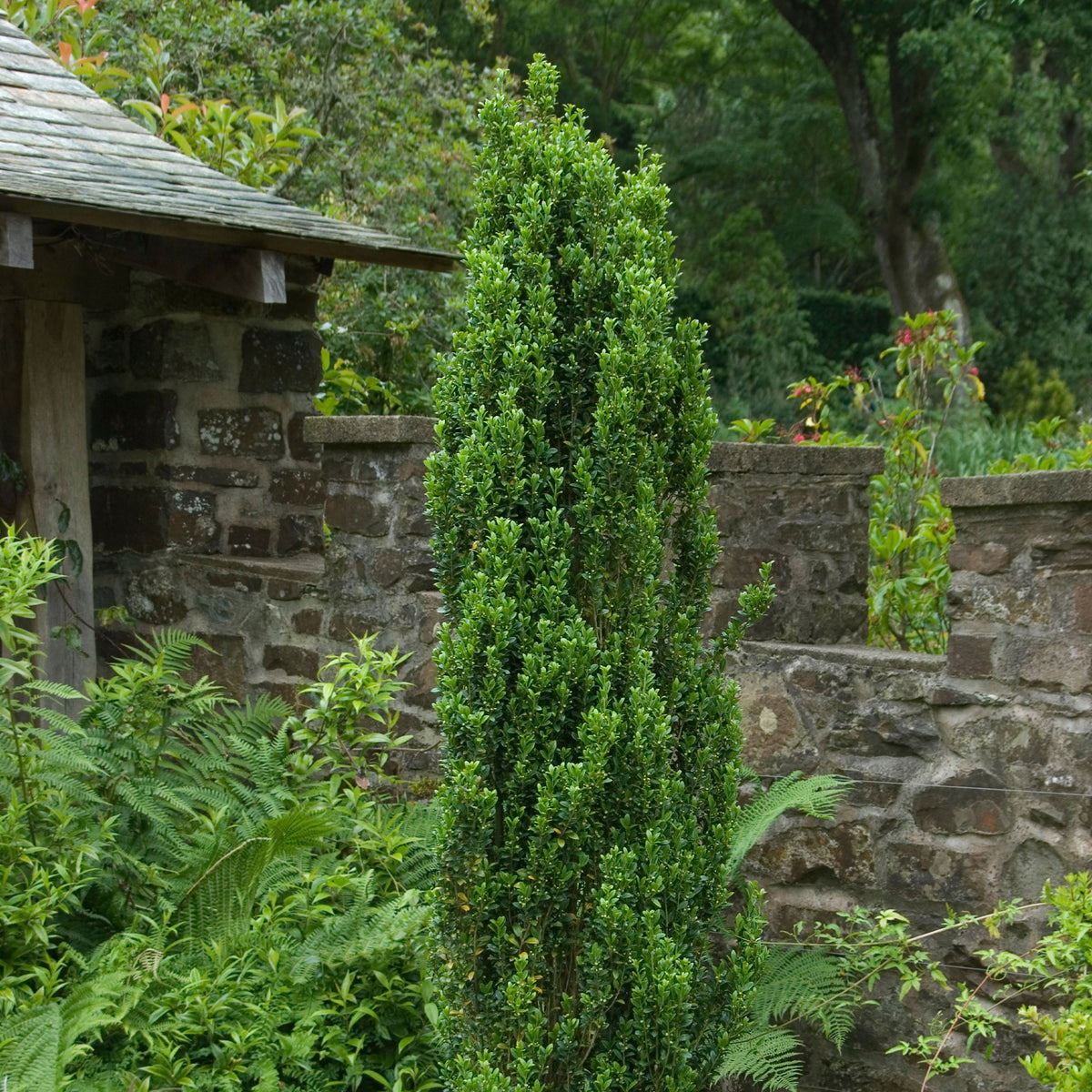 Japanse hulst 'Fastigiata' - Willemse
