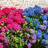 Collectie rode en blauwe hortensia's (x4) - Hydrangea macrophylla - Willemse