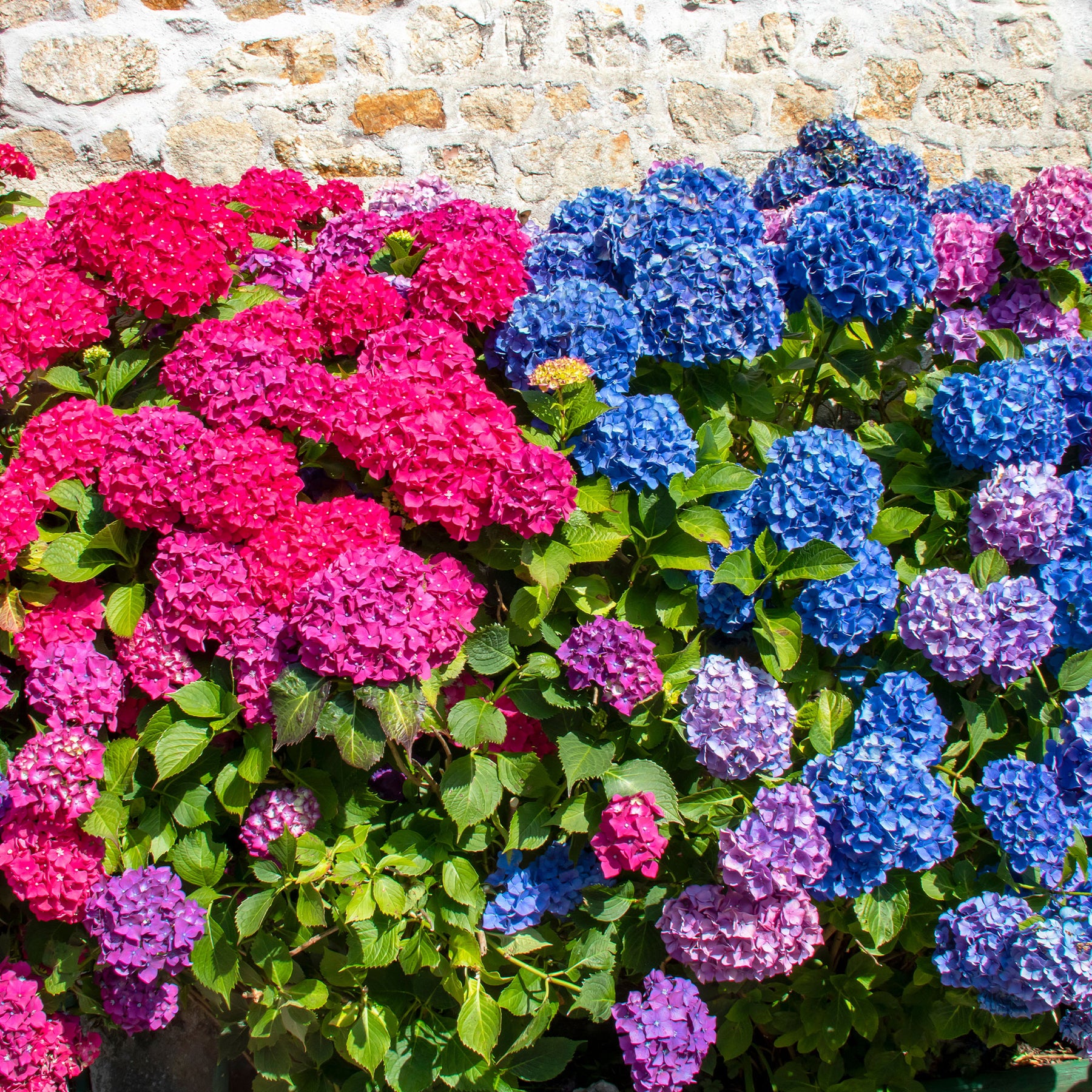 Collectie rode en blauwe hortensia's (x4) - Hydrangea macrophylla - Willemse