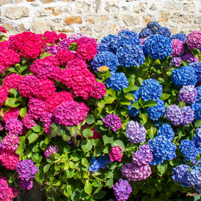 Collectie rode en blauwe hortensia's (x4) - Hydrangea macrophylla - Willemse
