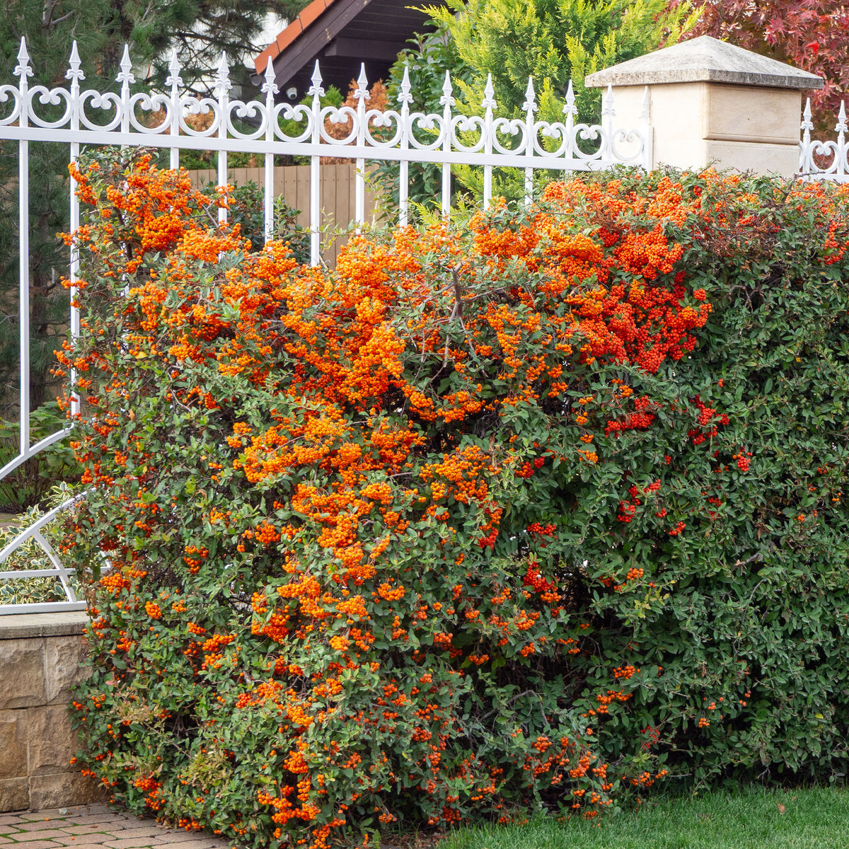 Vuurdoorn 'Saphyr® Orange Cadange' - Willemse
