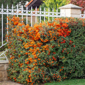 Vuurdoorn 'Saphyr® Orange Cadange' - Willemse