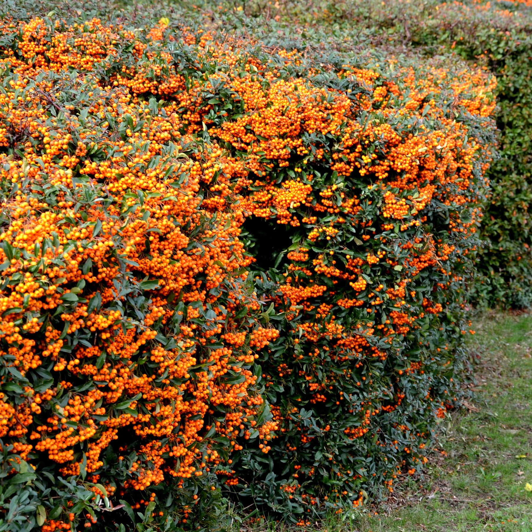 Pyracantha  saphyr ® orange cadange - Vuurdoorn 'Saphyr® Orange Cadange' - Wintergroene planten