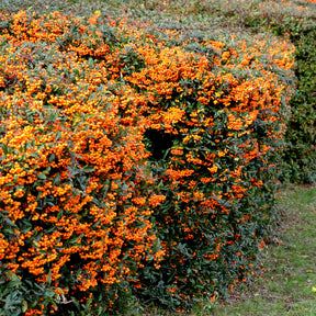Pyracantha  saphyr ® orange cadange - Vuurdoorn 'Saphyr® Orange Cadange' - Wintergroene planten