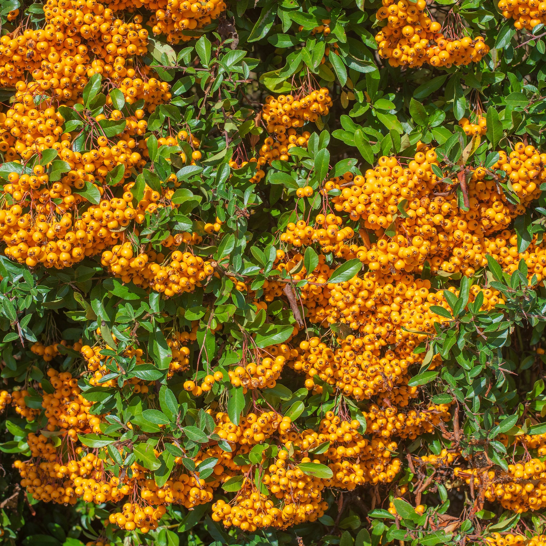 Vuurdoorn 'Saphyr® Orange Cadange' - Pyracantha  saphyr ® orange cadange - Willemse