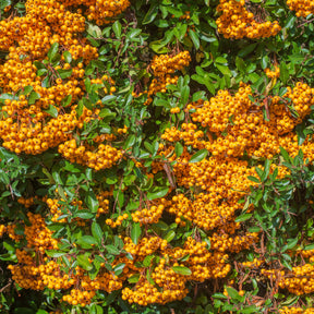 Vuurdoorn 'Saphyr® Orange Cadange' - Pyracantha  saphyr ® orange cadange - Willemse