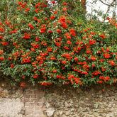 Vuurdoorn 'Saphyr® Rouge Cadrou' - Pyracantha  saphyr ® rouge'cadrou' - Willemse