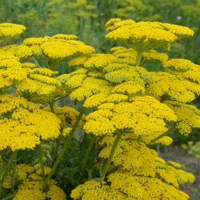 Achillea filipendulina Cloth of Gold - Duizendblad Cloth of Gold - Duizendblad
