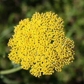 Duizendblad - Duizendblad Cloth of Gold - Achillea filipendulina Cloth of Gold